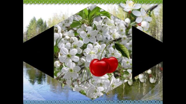 София Морару  -  Вишня зацвела