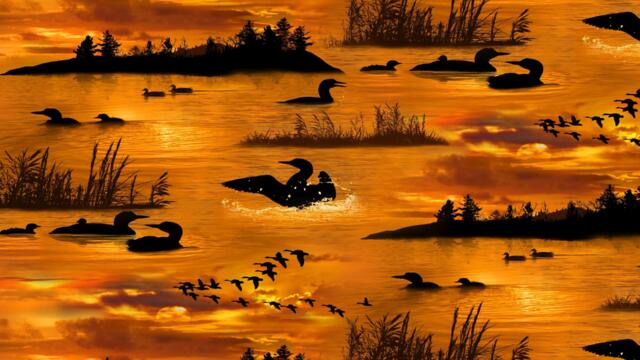 ~*~ Лебеди, плуващи по залез слънце ~*~