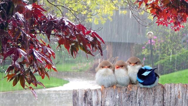 Красивая музыка! Сборник ЛУЧШИХ Мелодий от которых мурашки по телу! Цветы красиво распускаются