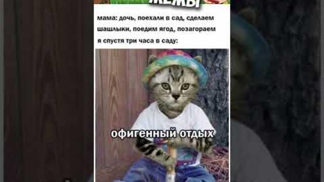 Мемы и приколы с котами #приколы #мемы2022 #прикол #юмор #мемчики #мемыпро100 #котята #котики #кот