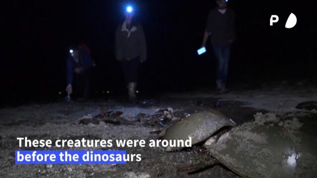 Meet the ‘living fossils’ whose blood is vital for vaccines