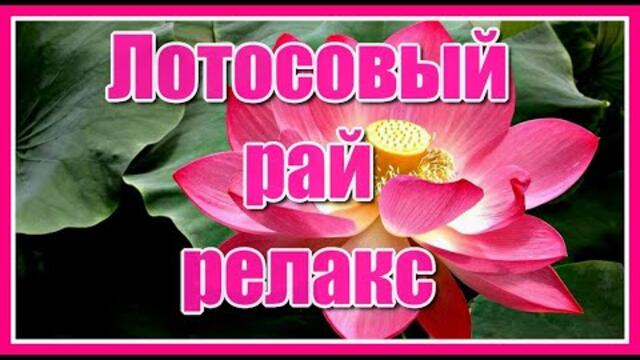 "Лотосовый рай" Красивое видео и замечательная музыка Сергея Чекалина.