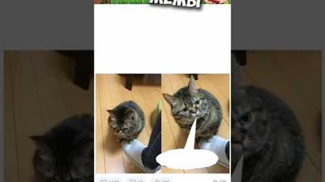 Мемы и Приколы с Котами #юмор #мемыпро100 #мемы #мемчики