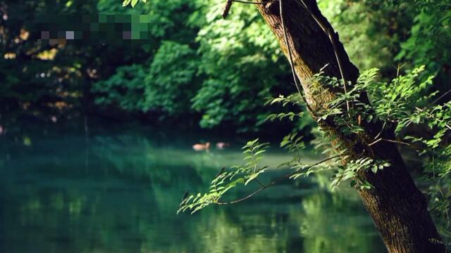 Relaxing  Music For Sleep and Meditation