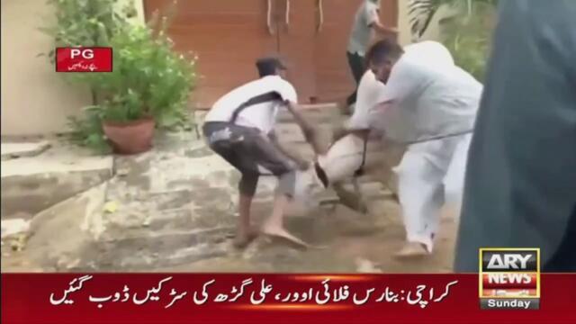 Karachi Cow Incident