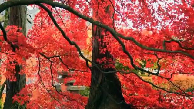 Instrumental Music For Sleep, Healing Music and studying