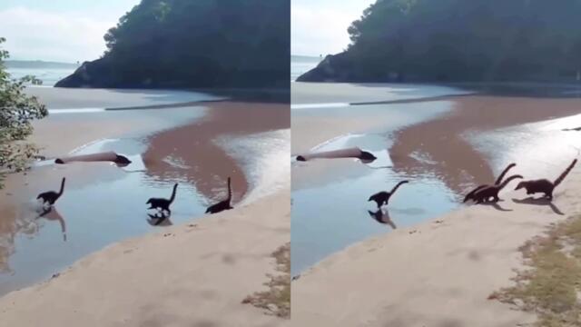 'Spectacular sighting of dinosaurs at Brazilian beach ? Or is it something else ?'