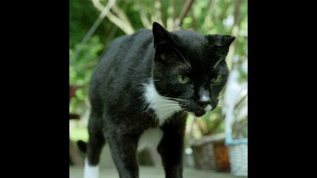 Bengalfuel - Teramar (Full Album)