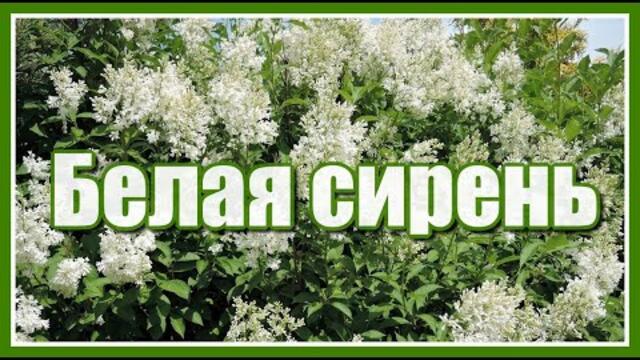 Сергей Одинцов    -   "Белая сирень"
