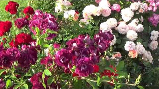 Солнце и розы.  Музыка Сергея Чекалина.