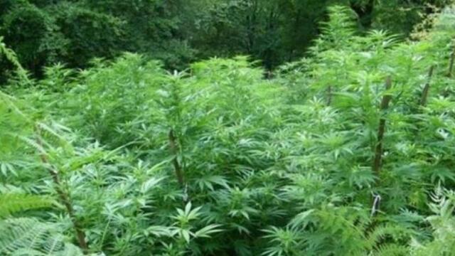 Специализирана акция по Южното Черноморие - откриха над 20 кг марихуана, двама са задържани
