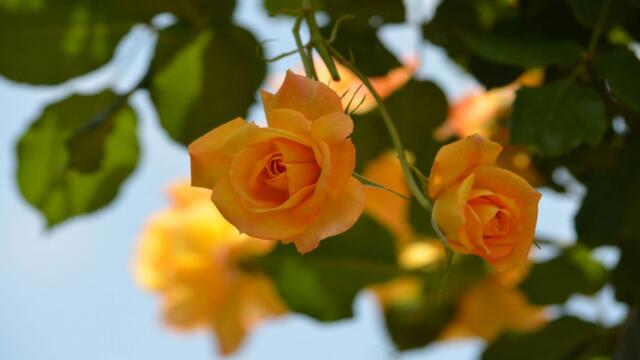 ☼✿ Оранжевите рози цъфтят през деня ✿☼