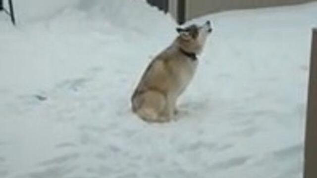 Husky Howls in Misery When Owner Calls Them Inside From Snow