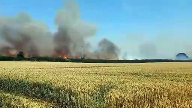 Watch video showing wildfire ripping through crops as Yorkshire firefighters tackle huge blaze  - The Yorkshire  Post