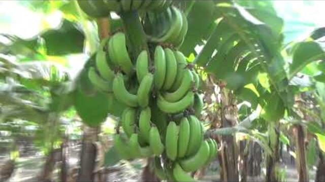 Зелёные берега. Музыка Сергея Чекалина.