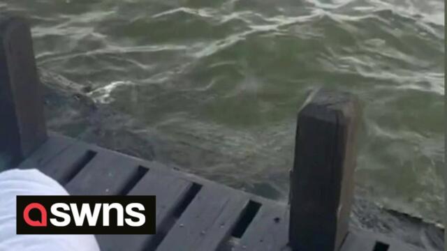 Terrifying moment as group of friends discover they had been swimming for hours with a 6.5 FOOT ALLIGATOR