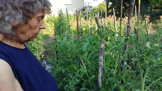 Тайните за Отглеждане на Хубави Домати съвети от Славка 2017 08 03 19 07 26