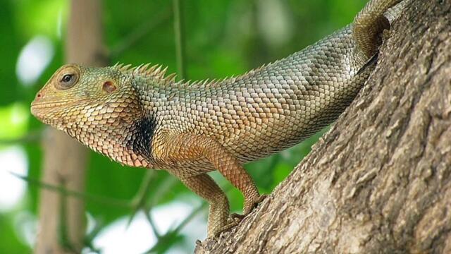 Uiiii...Maaa VICTOR FUNNY GAMEPLAY WITH FUNNY COMMENTARY BGMI JEVEL#bgmi #funny