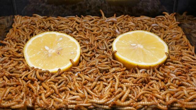 10 000 Mealworms vs Lemon | Time Lapse 🍋