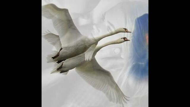 Сергей Одинцов  -  Белые  Лебеди