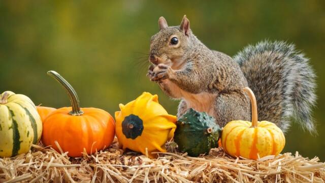 Наслаждайтесь успокаивающей музыкой в ​​воздухе, которая успокаивает ваш разум и душу!
