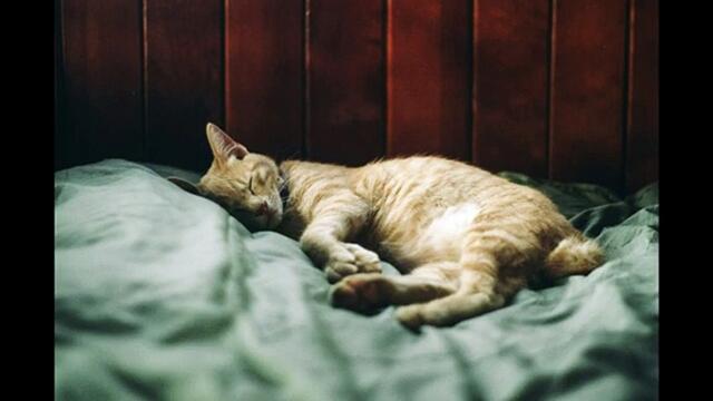 Sleep- Librorio Conti