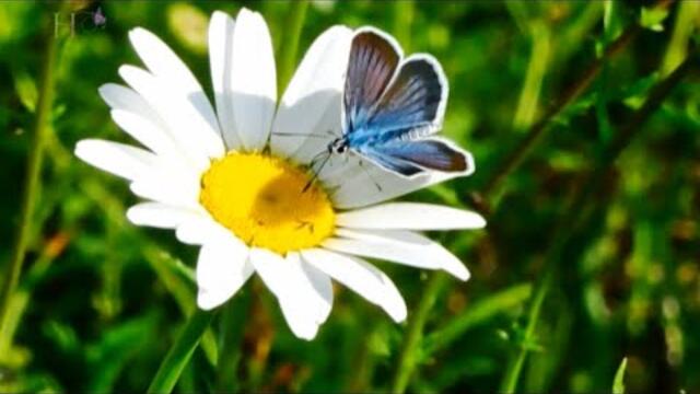 Валерий Власов   -   Ромашка белая