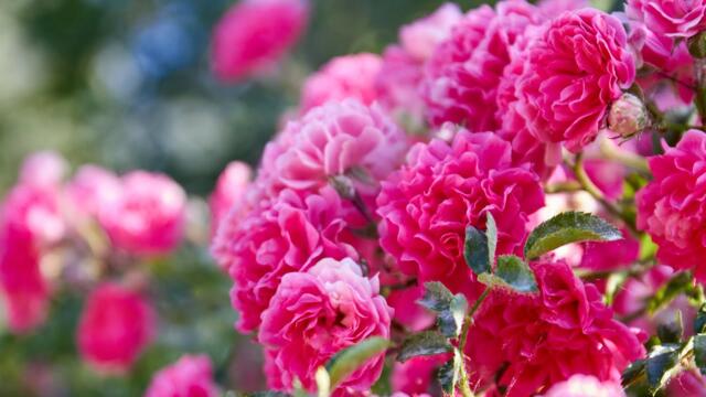 Это Невероятно красивая музыка Нежной любви! Хочется слушать снова! Музыка лучшая Сергей Грищук