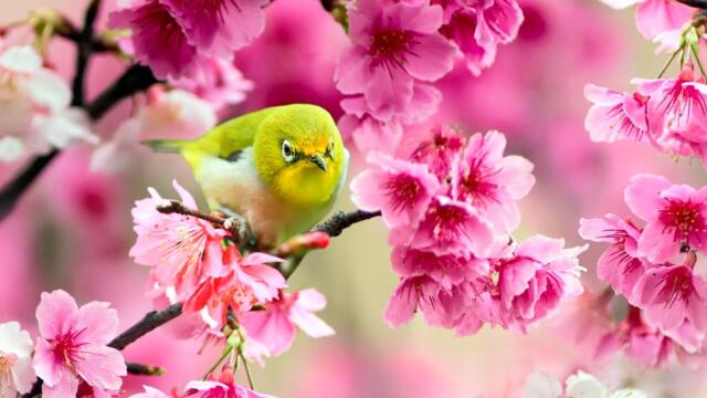 Эту музыку можно слушать вечно! Самая красивая мелодия на свете! Музыка для души! Сергея Грищука!