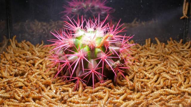 10 000 Mealworms vs Prickly Cactus |Time Lapse 🌵