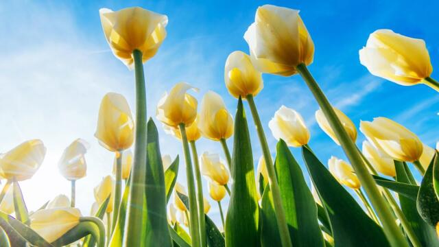 ОЧЕНЬ КРАСИВАЯ МУЗЫКА ЛЮБВИ! Романтическая любимая музыка, она Невероятно Чарующая!