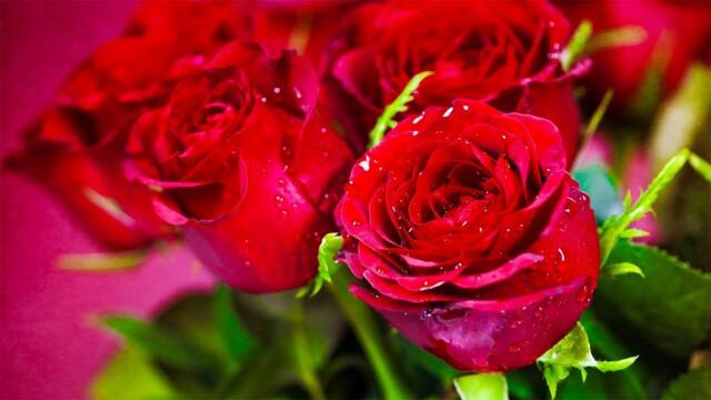 Хорошая музыка! Коллекция лучших мелодий, из которых мурашки по коже! Красивые цветущие цветы