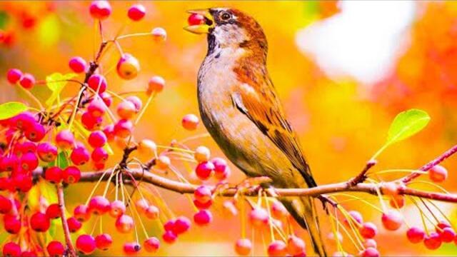 Просто красивый релакс & Шикарная музыка для отдыха! Лучшие композиции Сергей Грищук