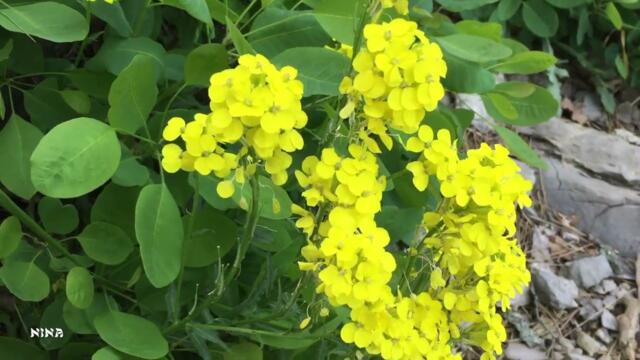 141. На Склонах Гор в Крыму под Несравненно Красивую, Душевную Мелодию!