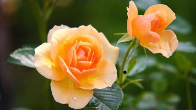 Музыка для души. Эту музыку можно слушать вечно! Лучшие композиции Сергея Грищука!