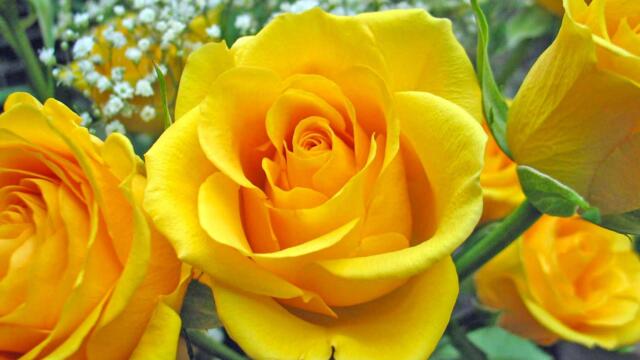 Музыка расслабляет нервную систему, улучшает память 🌿 Сергей Грищук музыка