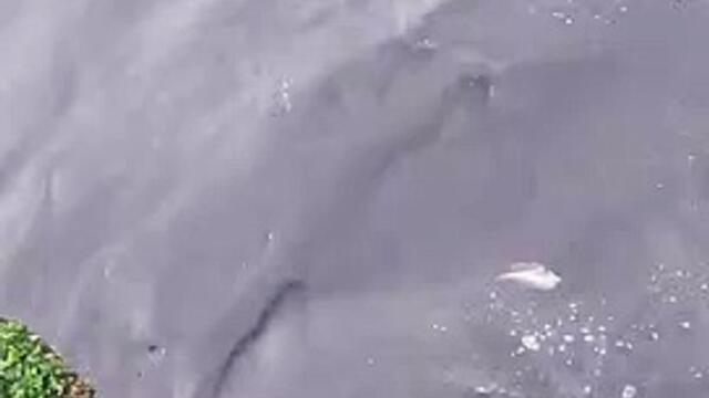 Outrage as people spot raw sewage being pumped into the sea near Seaford beach