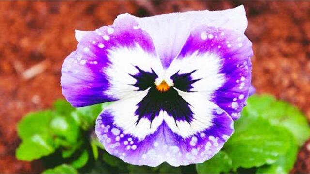 Самая красивая мелодия в мире! Эту музыку можно слушать вечно! Музыка Сергей Грищук