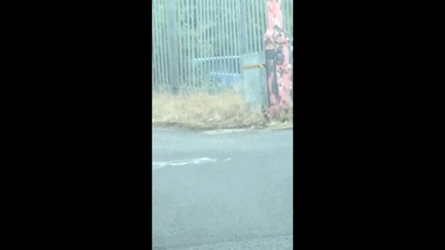 'Big cat' spotted near Leagrave Railway Station