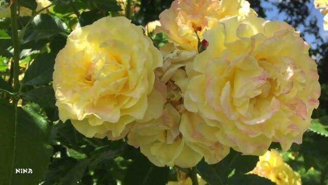 Очаровательные Розы со Сборником Невероятно Красивой Музыки Сергея Чекалина!