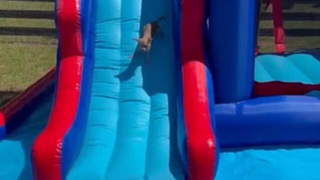 Chihuahua Puppy Slides Down into Kiddie Pool