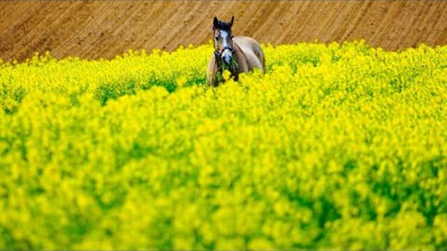 ПРОСТО НЕВЕРОЯТНАЯ МУЗЫКА! Хочется ее слушать бесконечно! Самая красивая музыка СЕРГЕЯ ГРИЩУКА