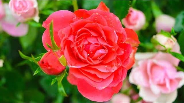 Музыка природы В этой нежной мелодии есть все, чтобы расслабиться, думать только о Красоте #8