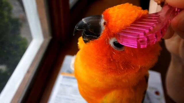 Try Not To Aww Watching Cutest Parrots In The World 2022