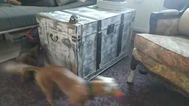 Dog Runs After Another Dog Carrying Her Toy