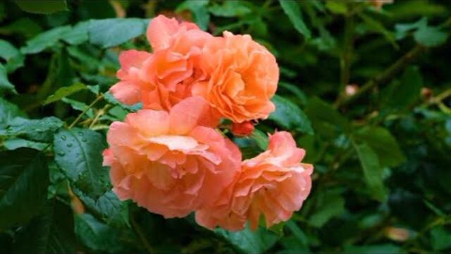 Андрей Обидин   -   РОЗЫ И ДОЖДЬ