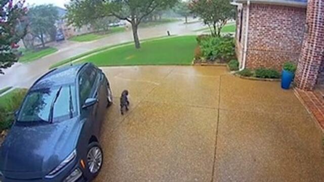 Dog Gets Left Out in Rain as His Leash Gets Stuck in Car