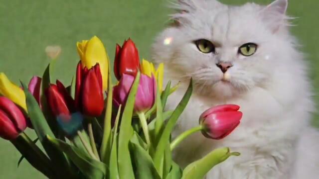 Анатолий Кулагин   -    НЕ ВЕЗЁТ ТАК НЕ ВЕЗЁТ