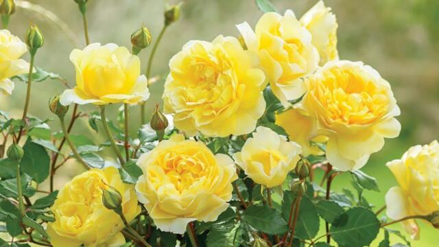 Самая красивая мелодия на свете Для Сентябрь! Очень Красивая Мощная Музыка для души! музыка 2022