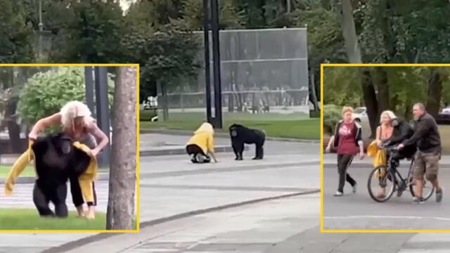 Шимпанзе на разходка в парка! Шимпанзето Чичи избяга от зоопарка в Харков и се разходи из града